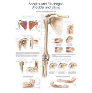 Anatomický plagát Erler Zimmer - Rameno a lakeť