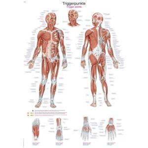 Anatomický plagát Erler Zimmer - Spúšťacie body tela