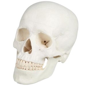 Erler Zimmer Lebka človeka - 3-dielny model