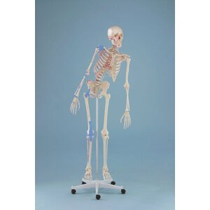 Erler Zimmer Kostra človeka - model "Max" s ohybnou chrbticou, vyznačenými svalmi a väzmi