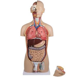 Ľudské torzo – 27-dielny anatomický model s otvoreným chrbtom