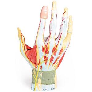 Erler Zimmer Anatomický model ruky - 7-dielny model