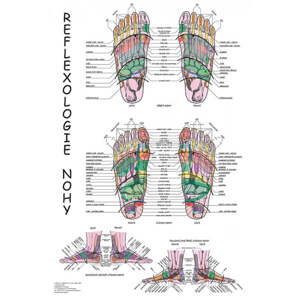 Vydavateľstvo Poznání Anatomický plagát - Reflexológia nohy