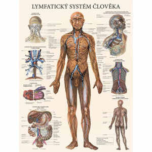 Vydavateľstvo Poznání Anatomický plagát - Lymfatický systém človeka