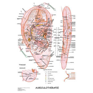 Vydavateľstvo Poznání Anatomický plagát - Aurikuloterapia